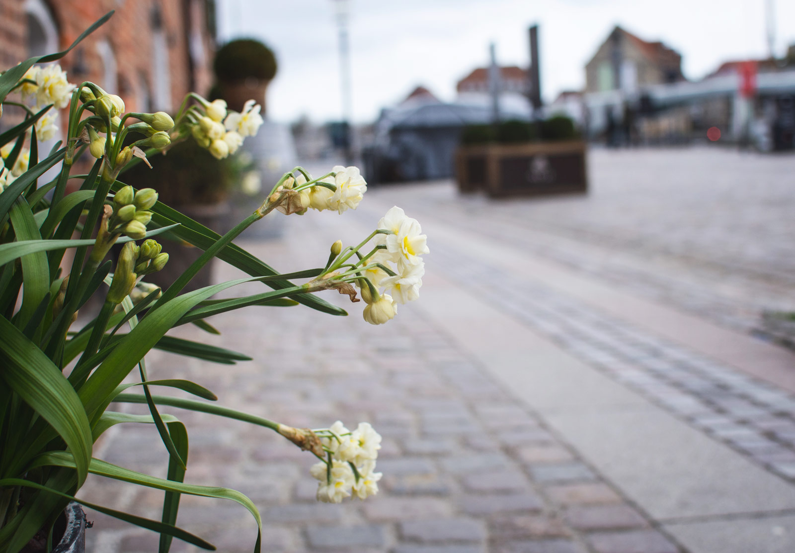 Pale yellow flowers