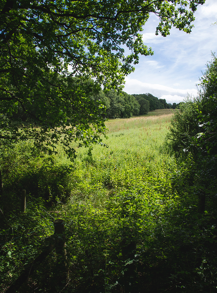 Meadow in the sun