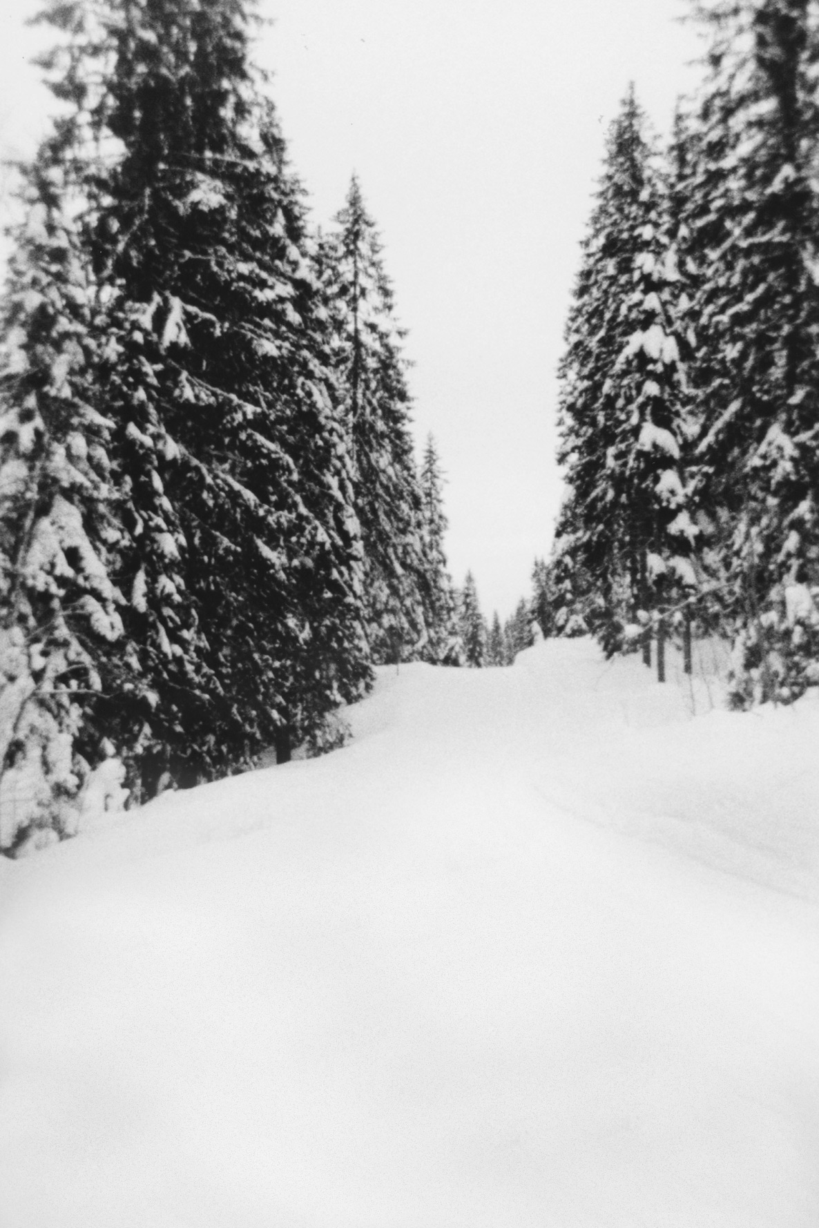Tree lined snow trails