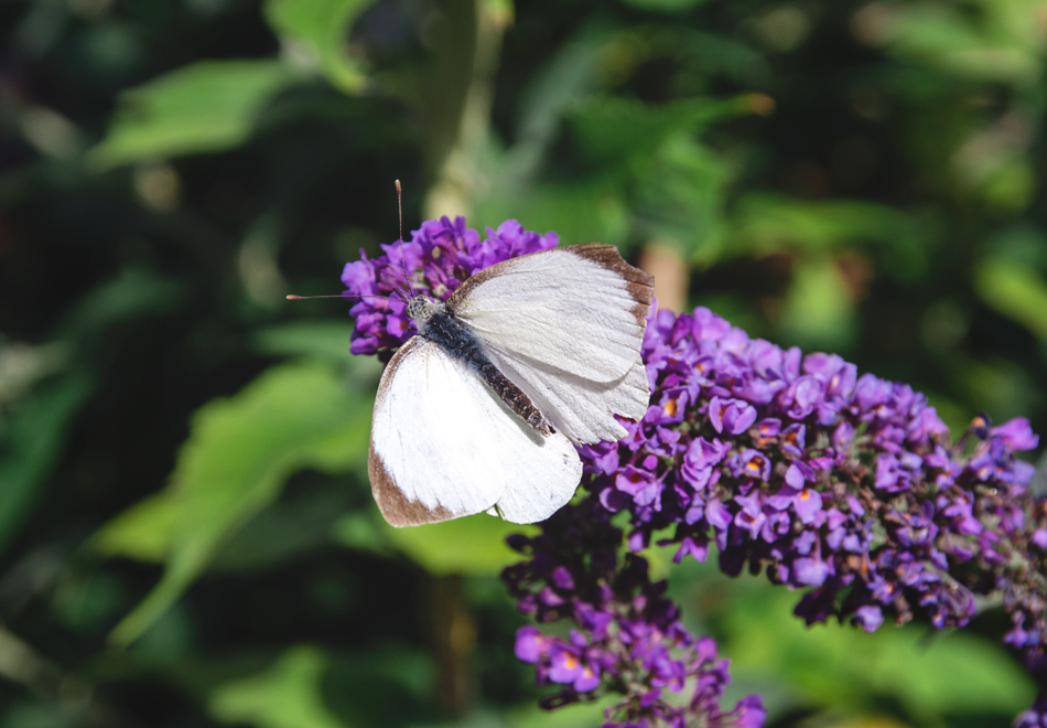 White butterfly with brown tipped wings