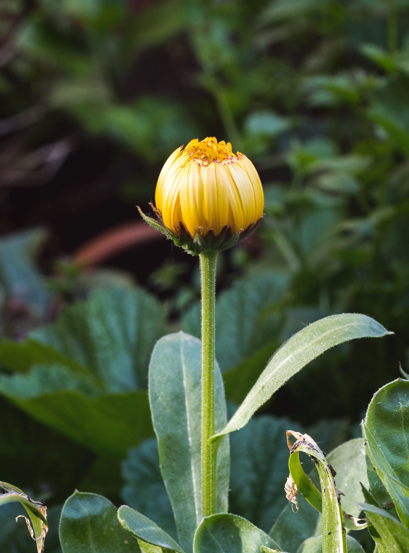 Yellow flower bud
