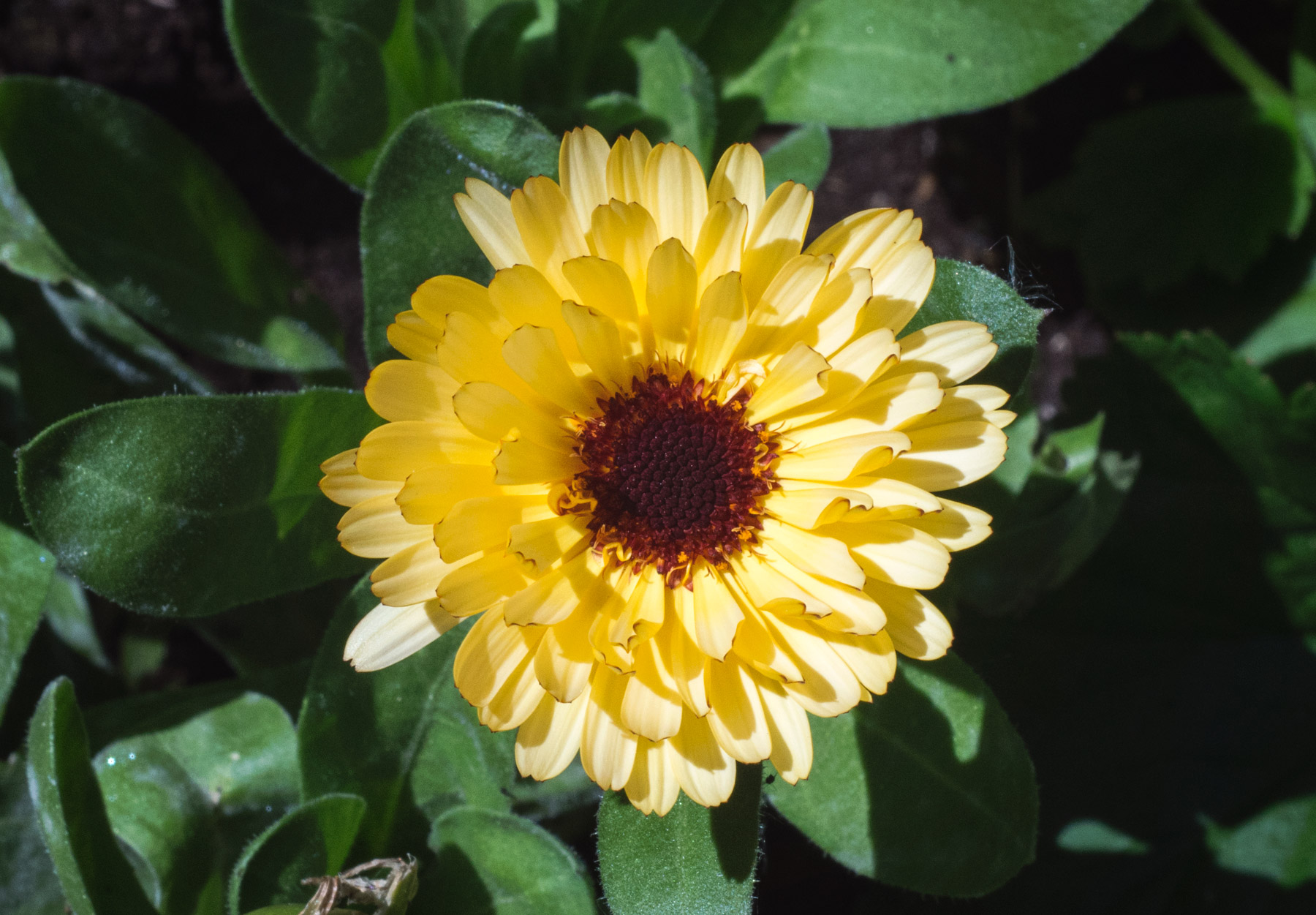 Bright yellow flower
