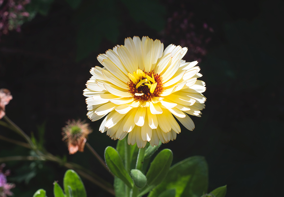 Calendula flower in the sun