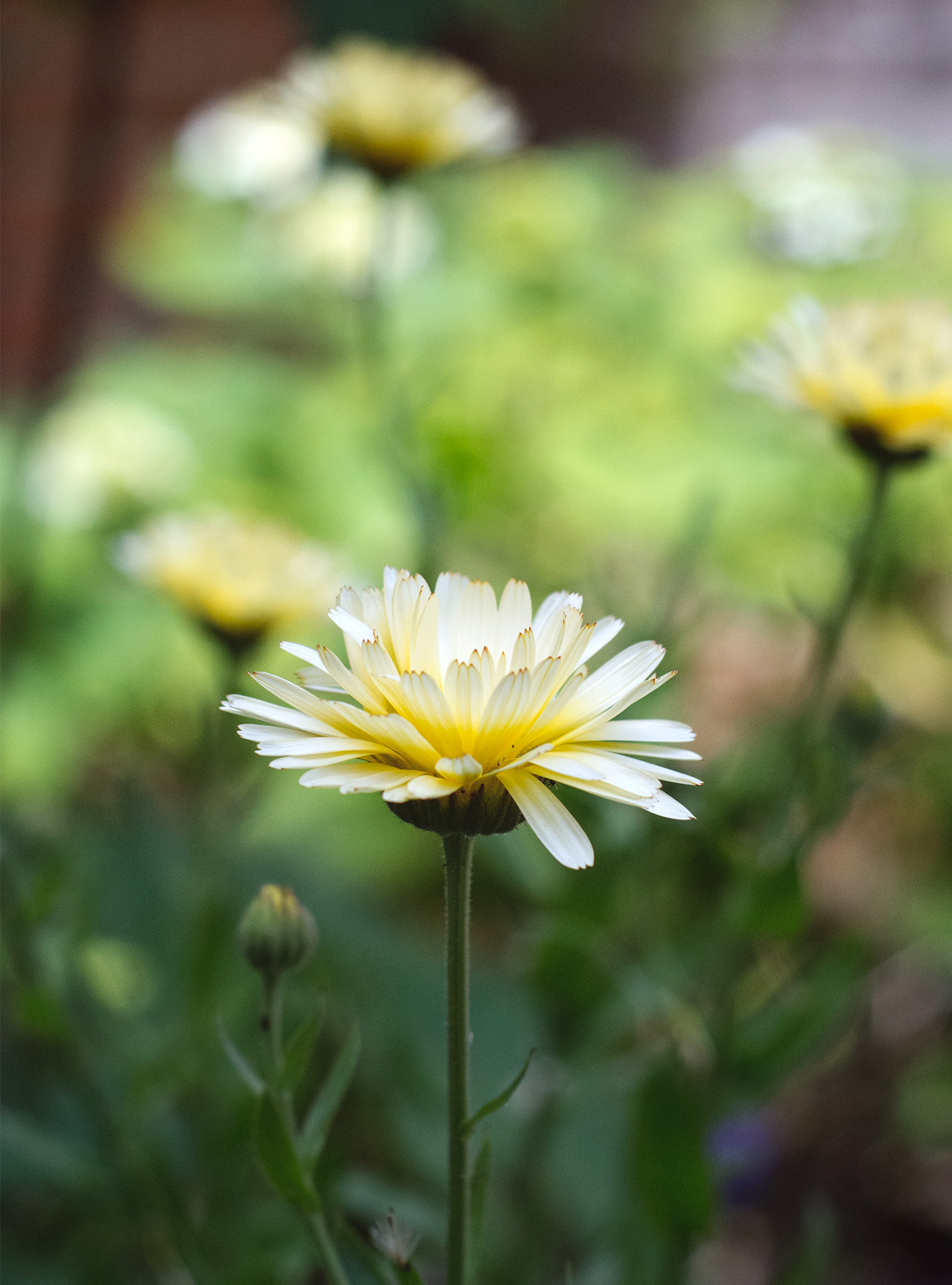 Pale yellow petals