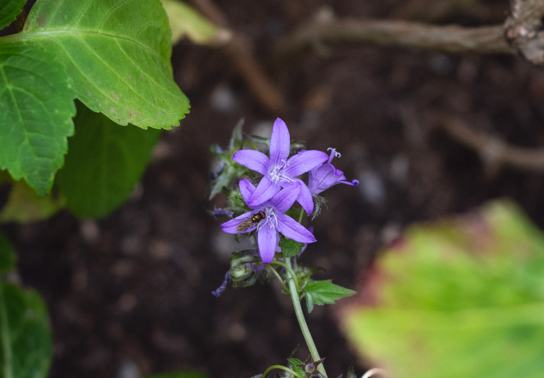 Purple flowers