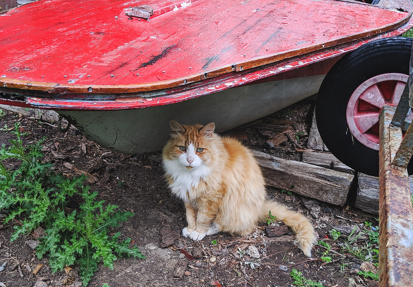 Cat sat under red boat