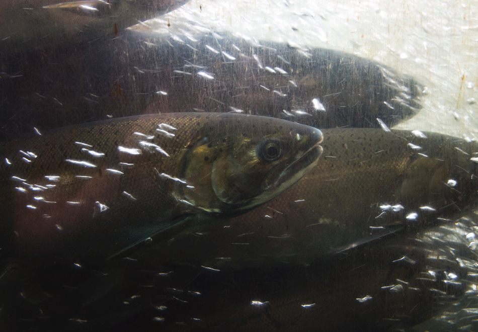 Salmon in water