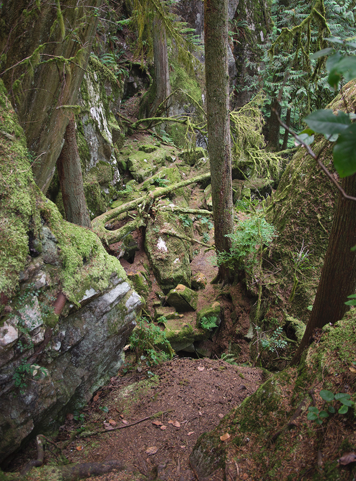 Moss and dirt hiking trail