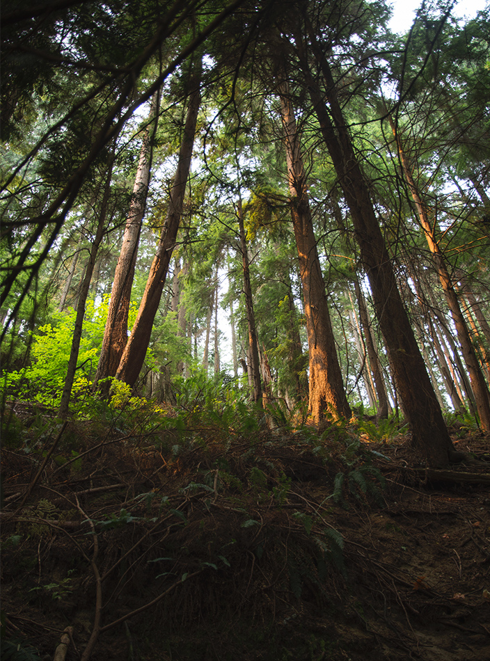 Tall trees