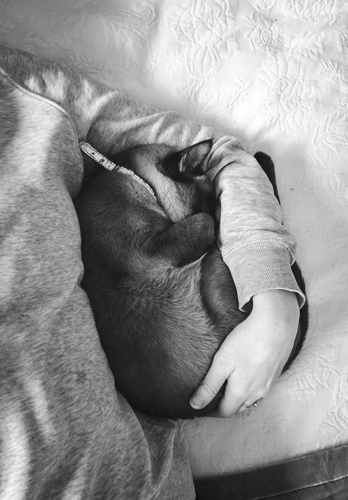 Cat curled up around arm