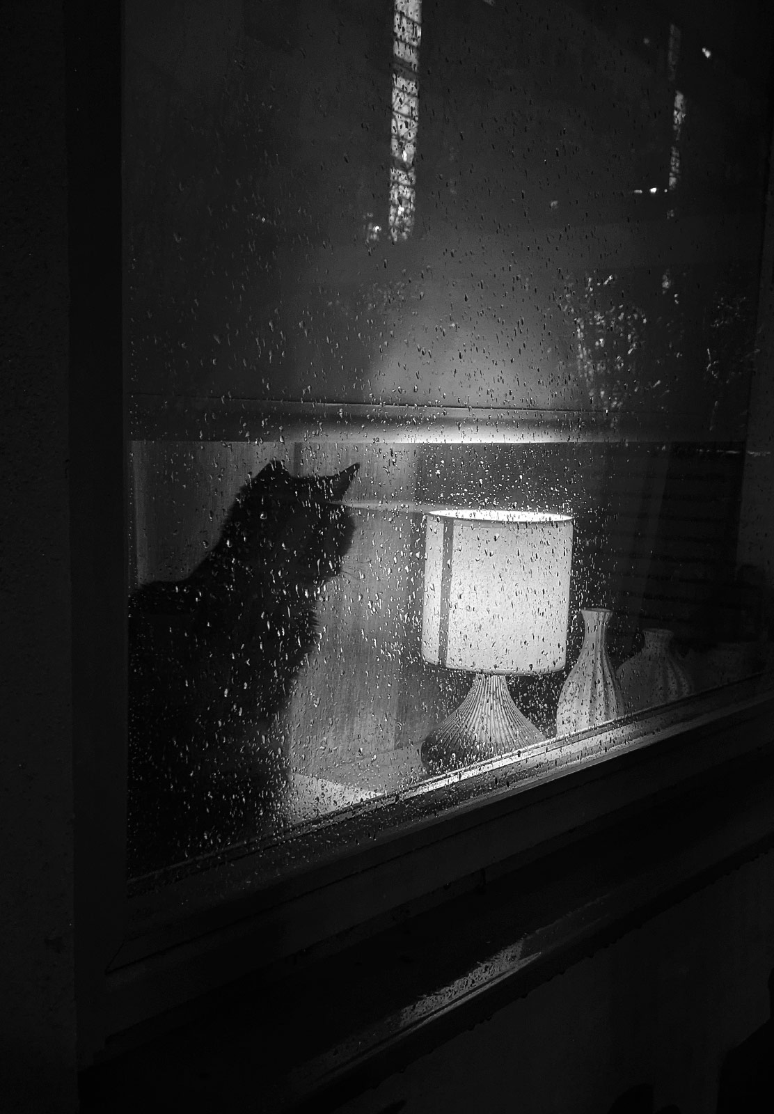 Cat looking out of window