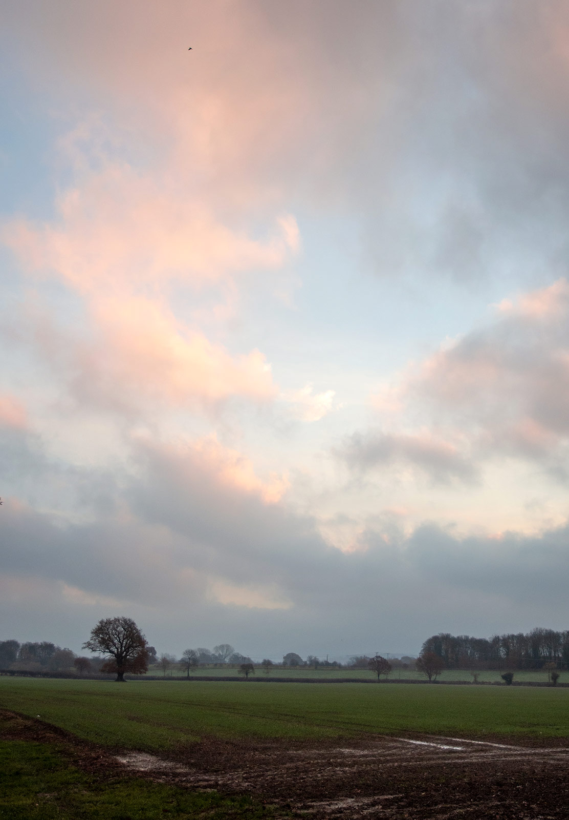 Blue and orange sky over field