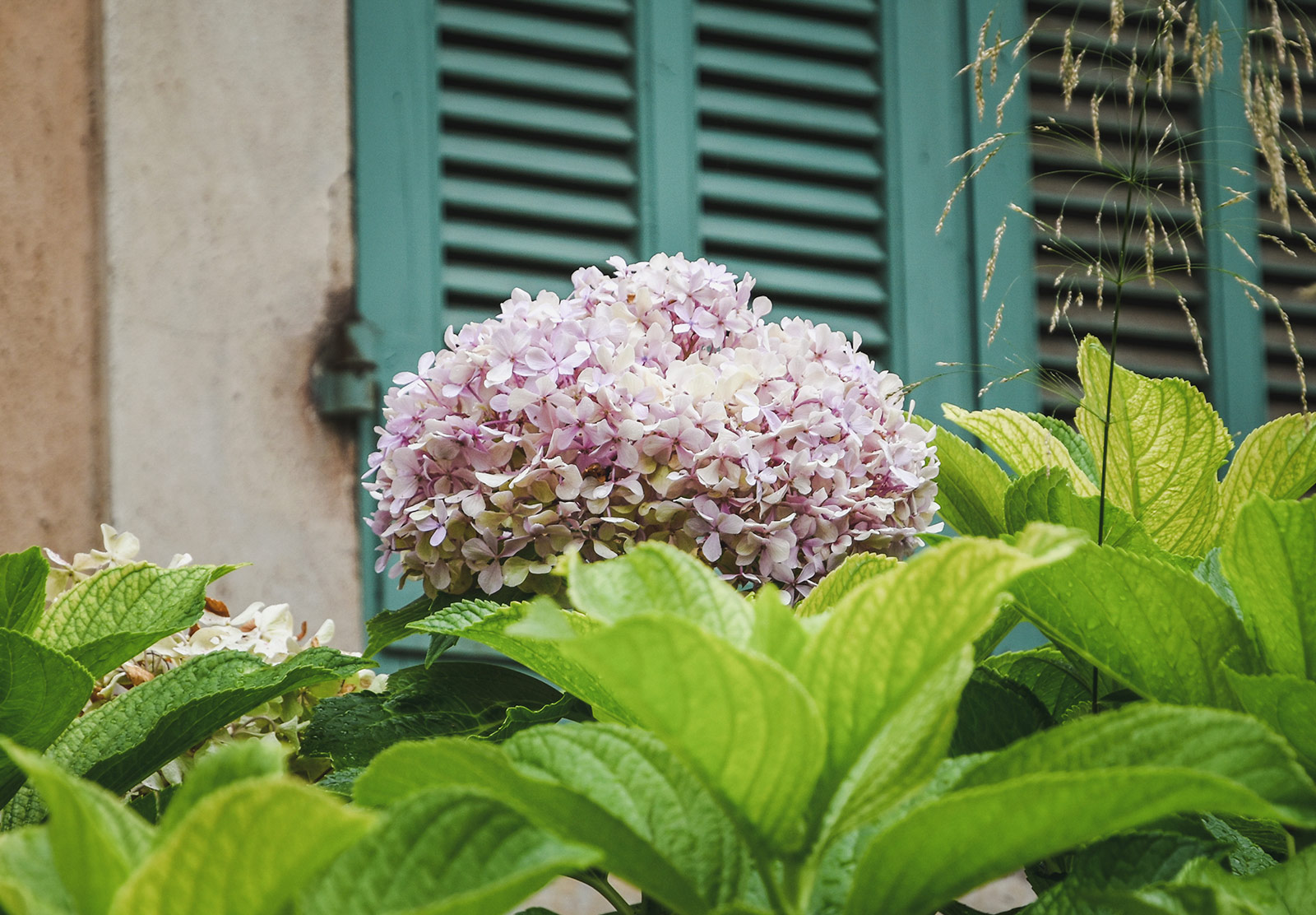 Hydrangea head