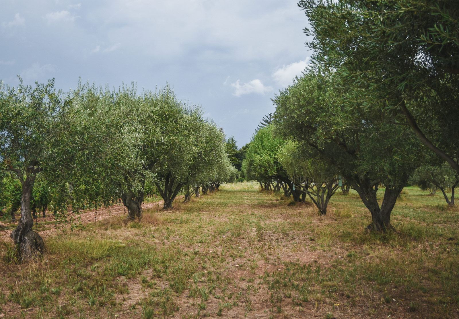 Olive grove