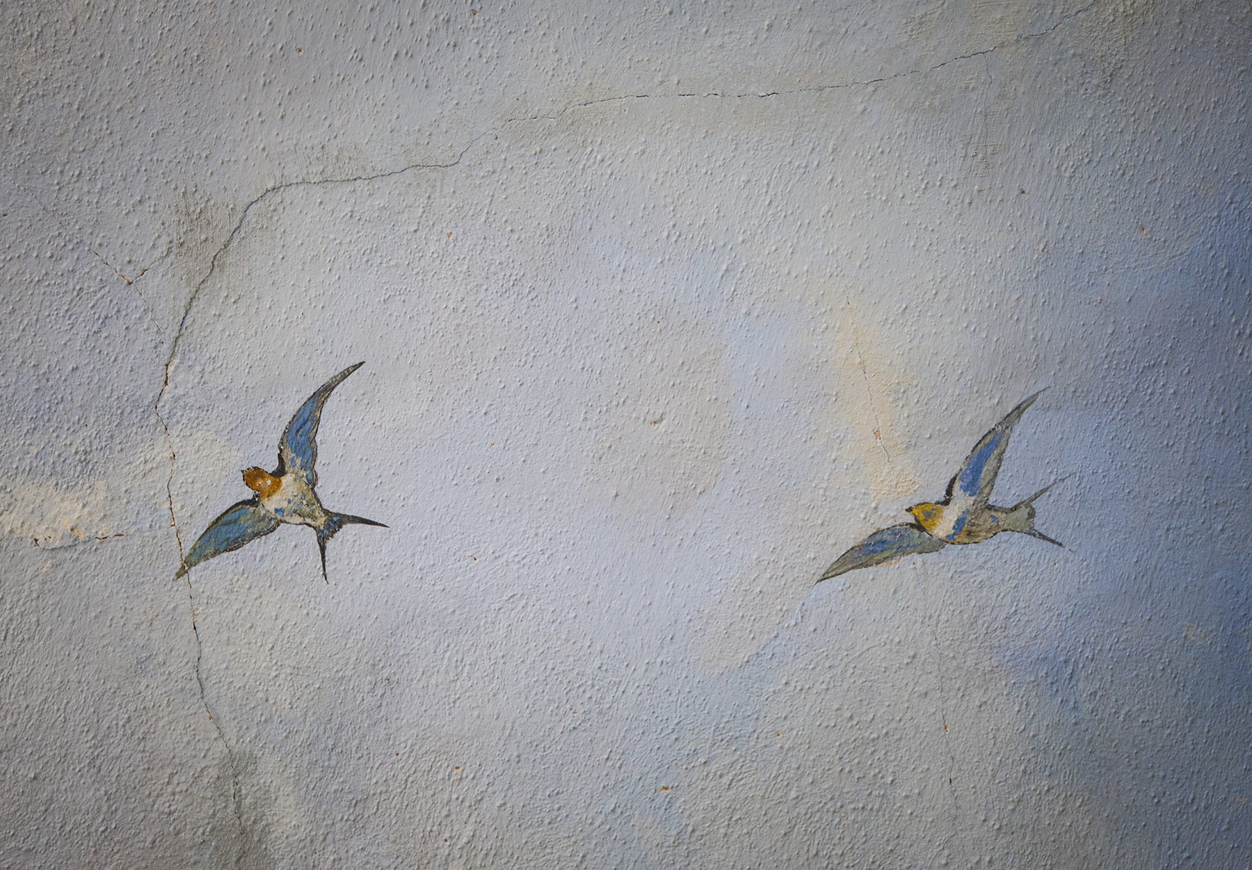 Painted swallows