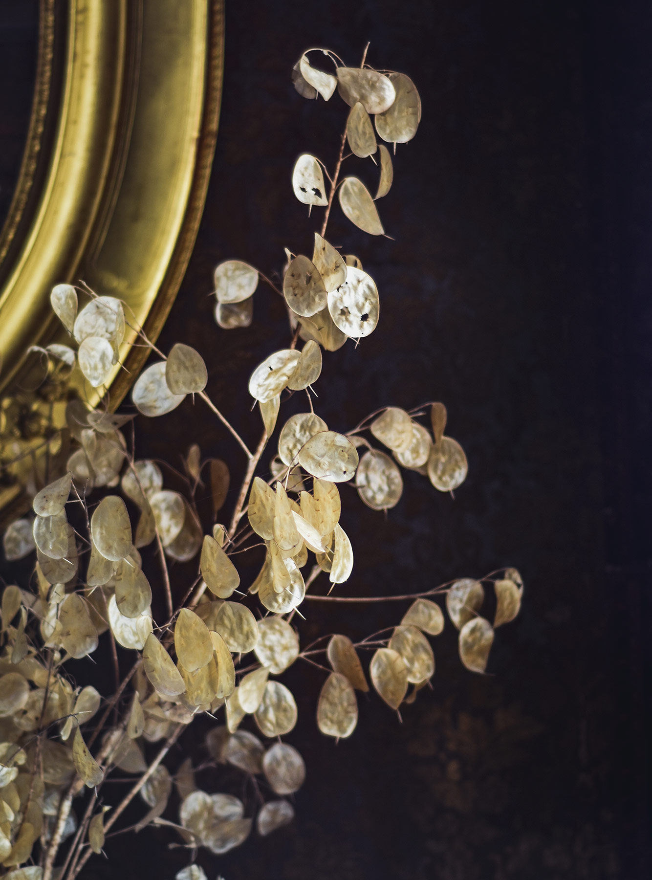 Dried honesty pods