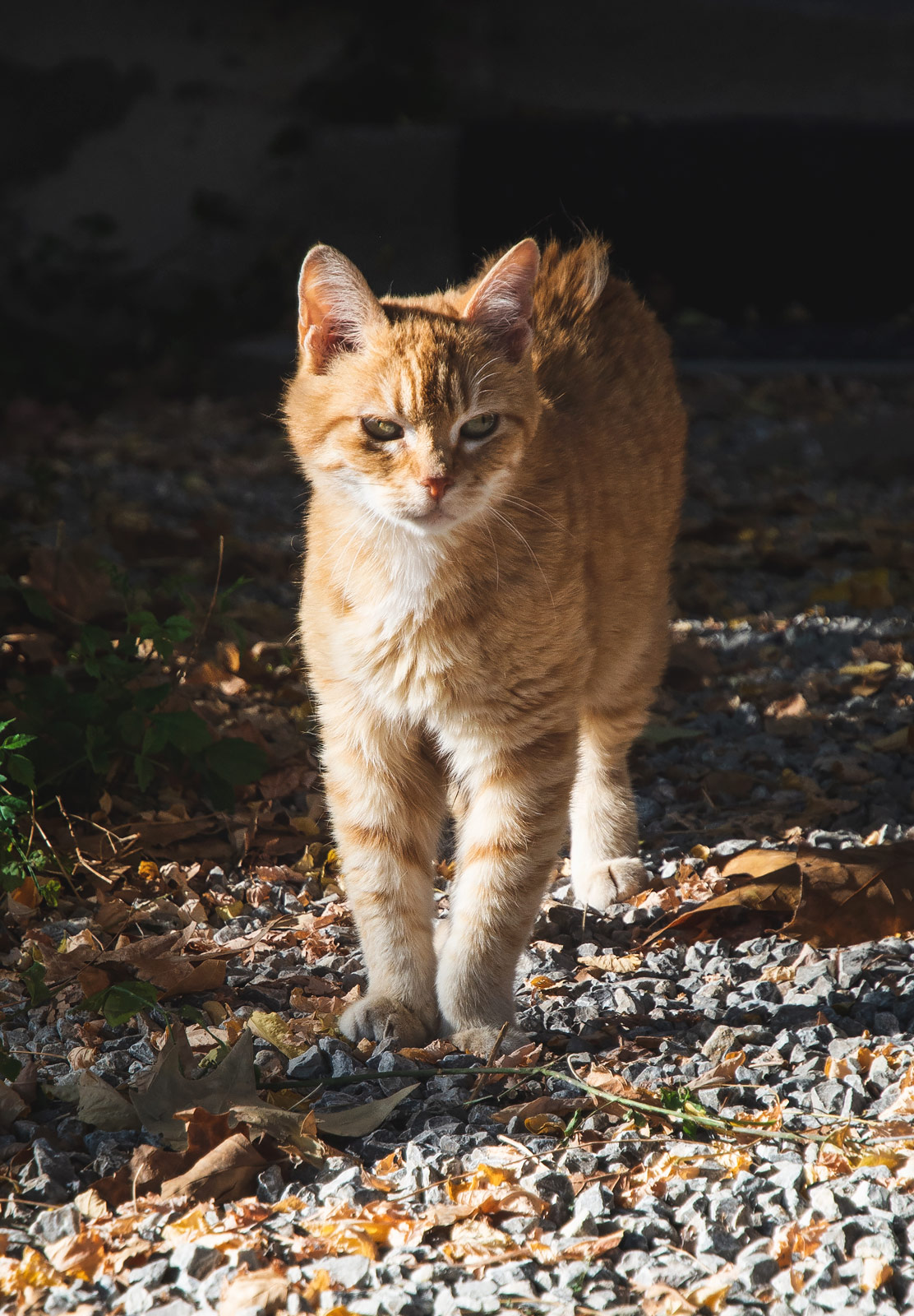 Ginger cat in the sun
