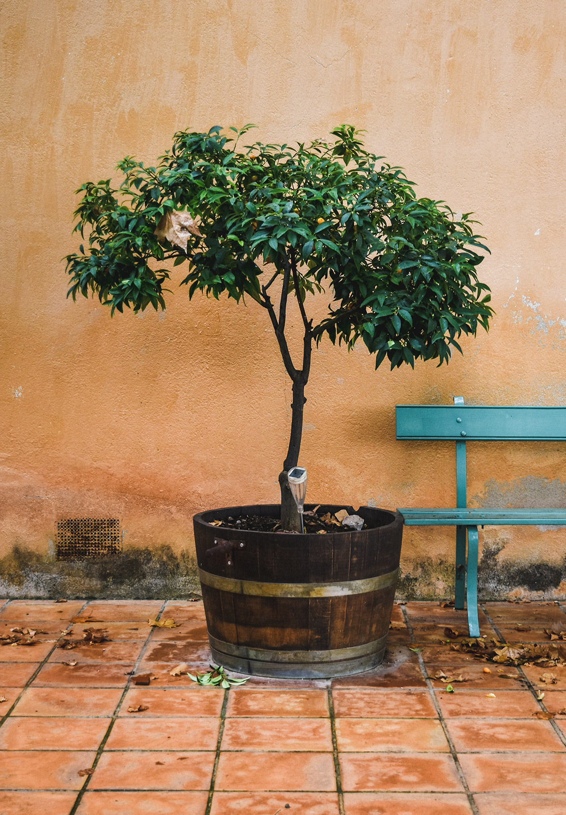 Citrus tree