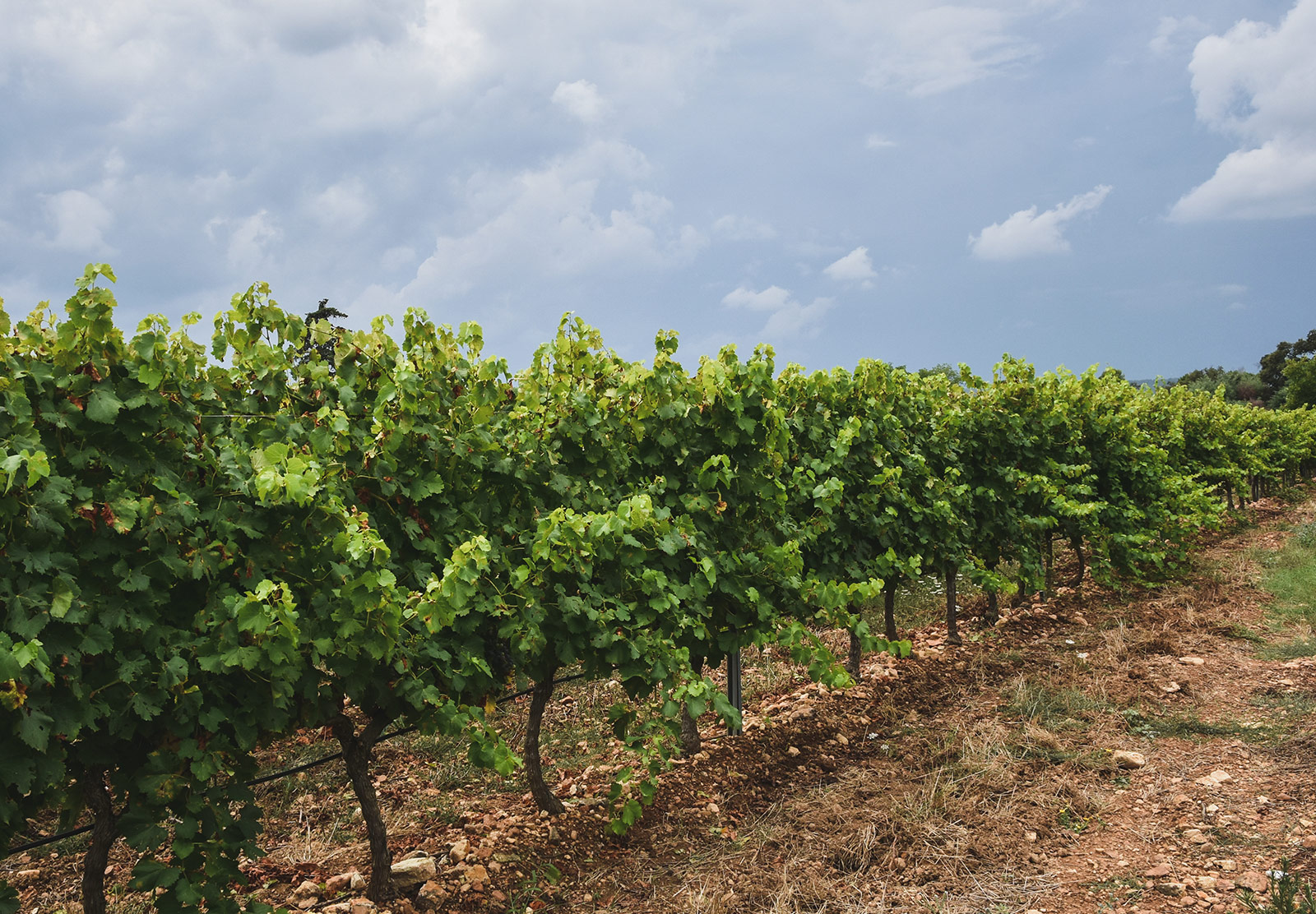 Grape vines
