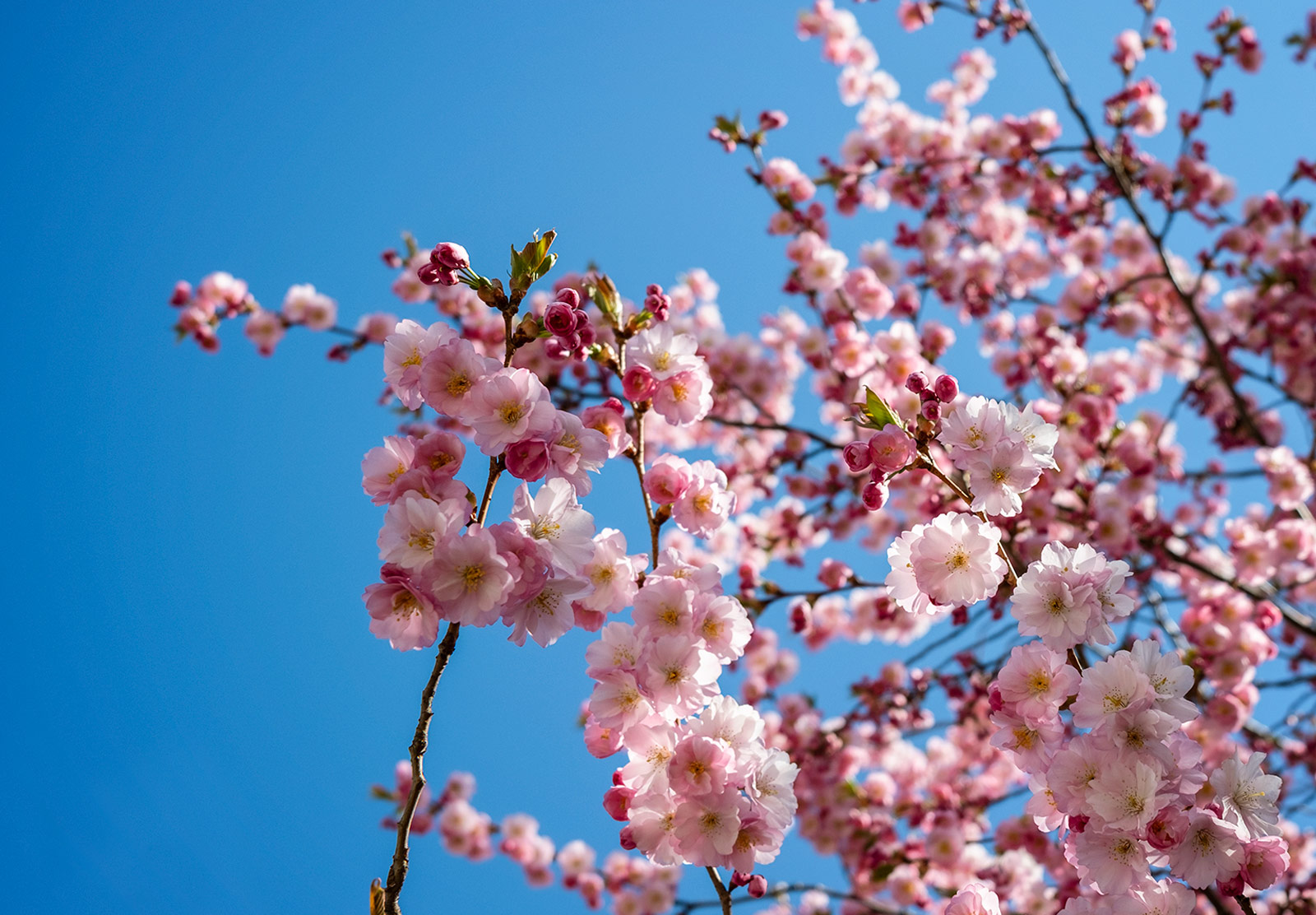 Pink flowers against sky