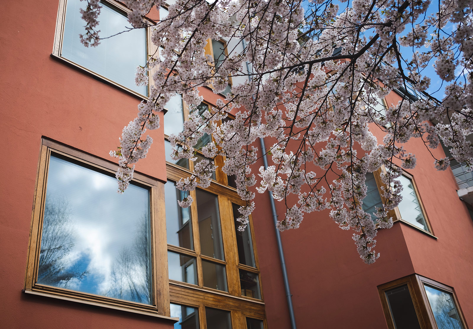 Cherry blossom against wall