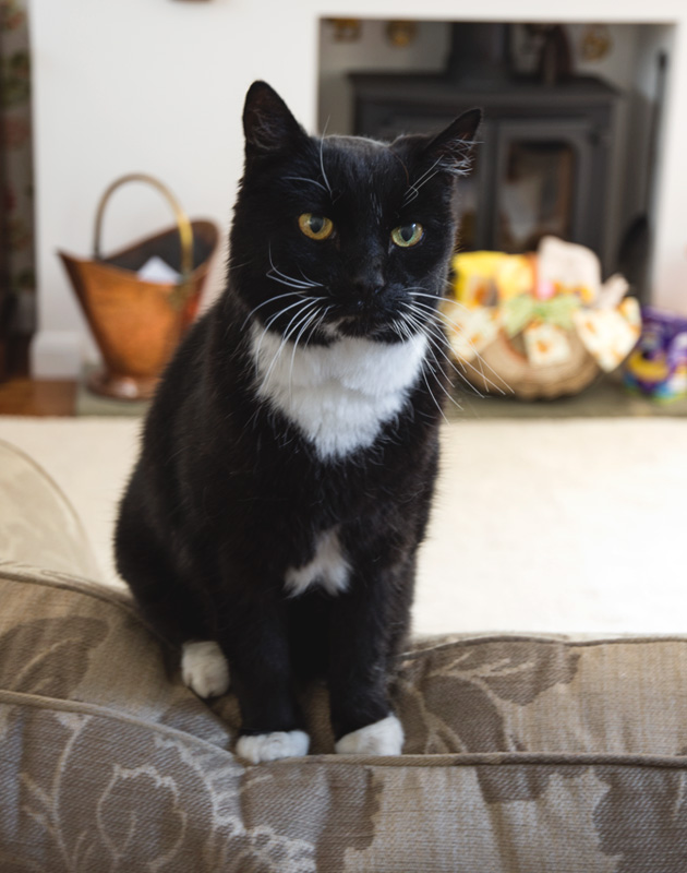 Black and white cat on sofa