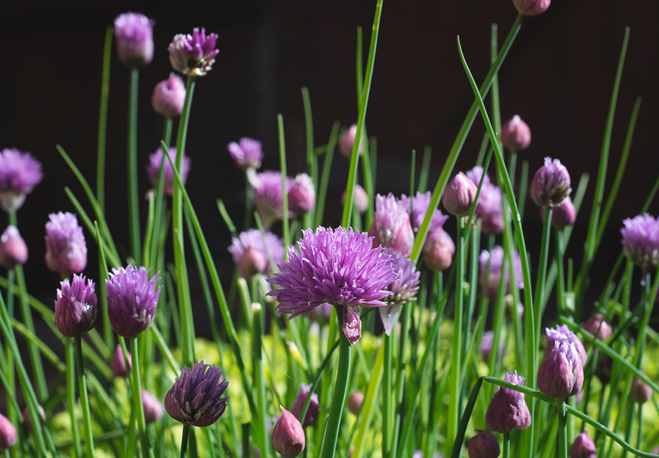 Purple chive flowers
