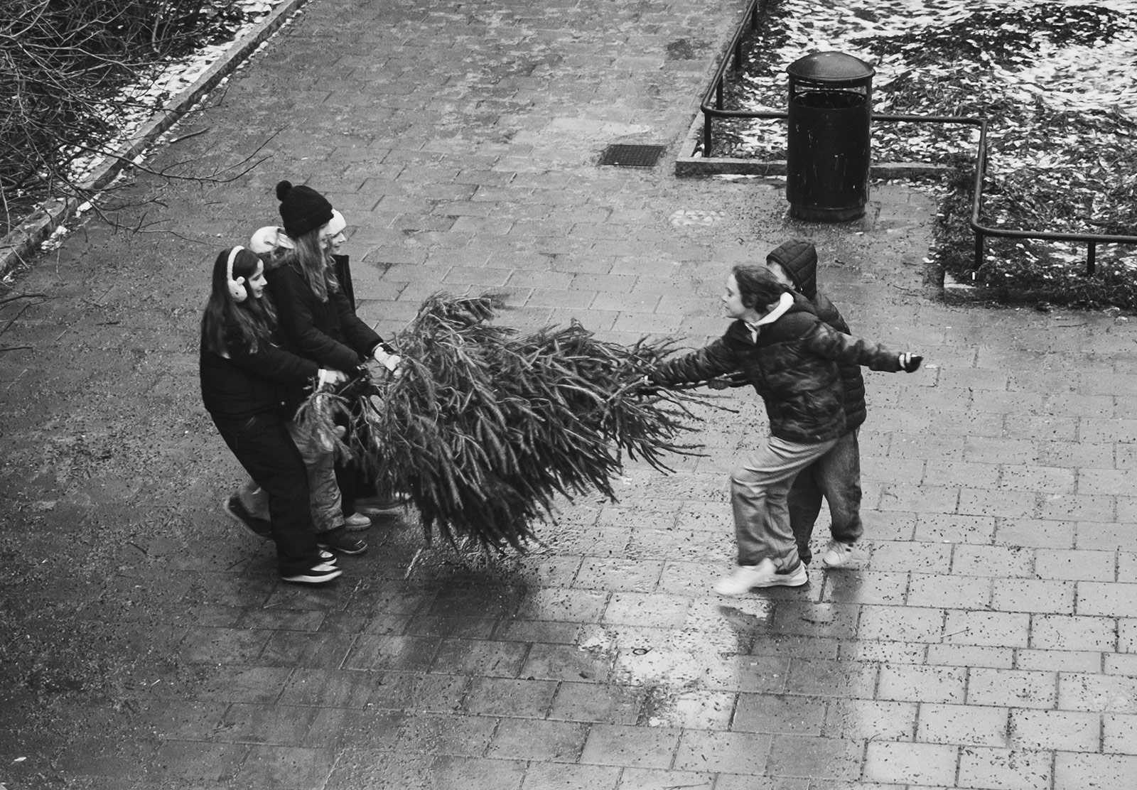 Tuck of war with Christmas tree