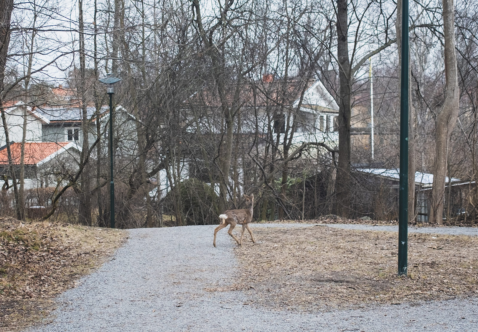 Deer walking across gravel path