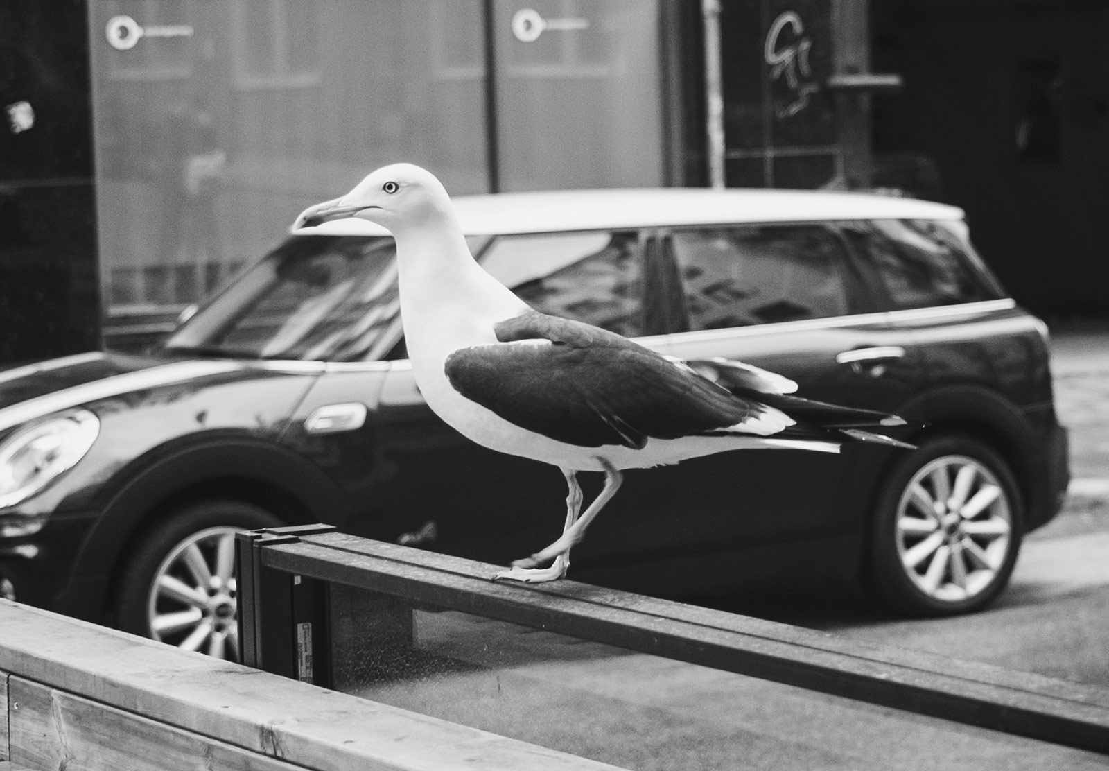Seagull on railing