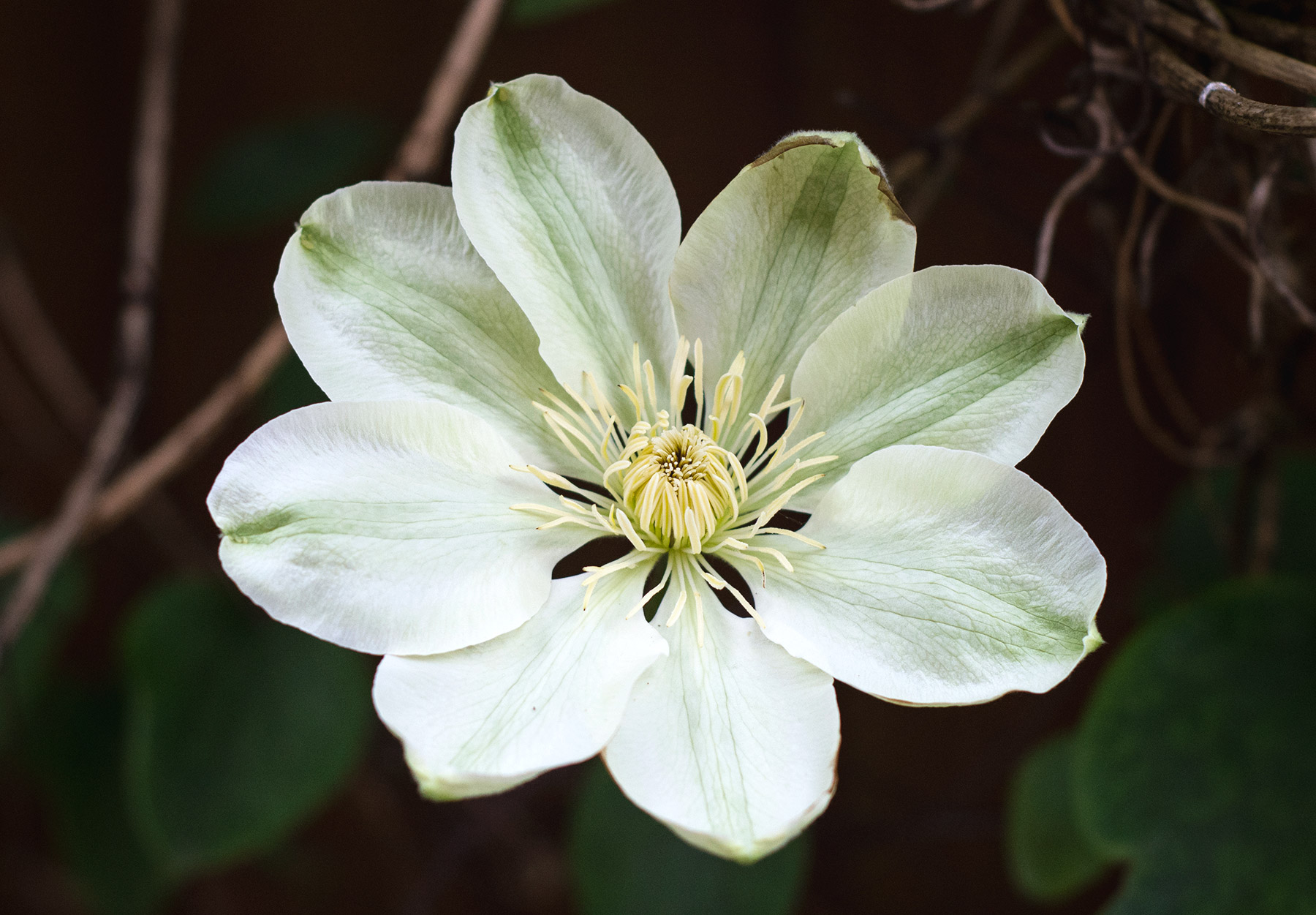Pale green petals