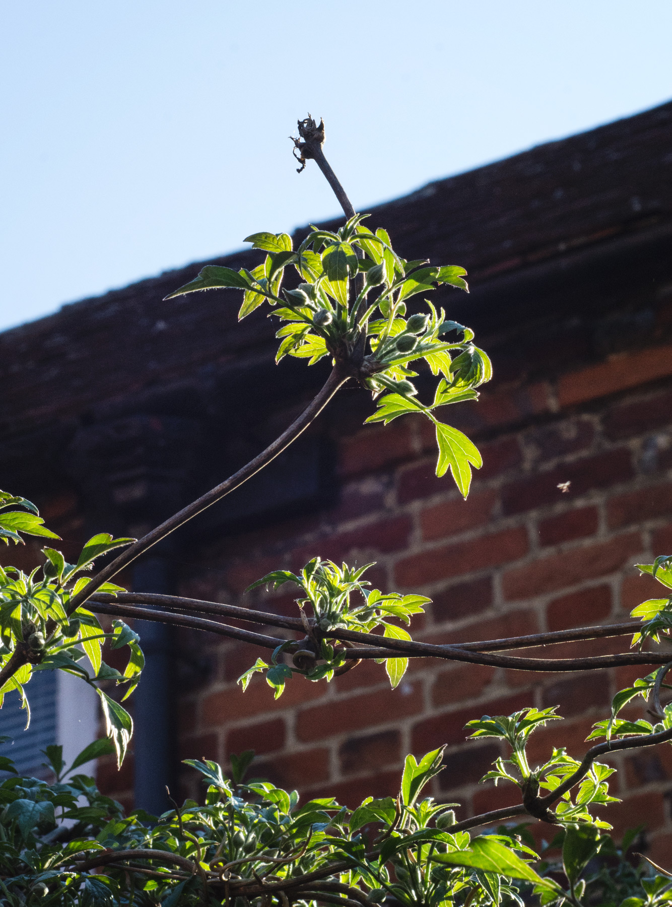 Clematis buds