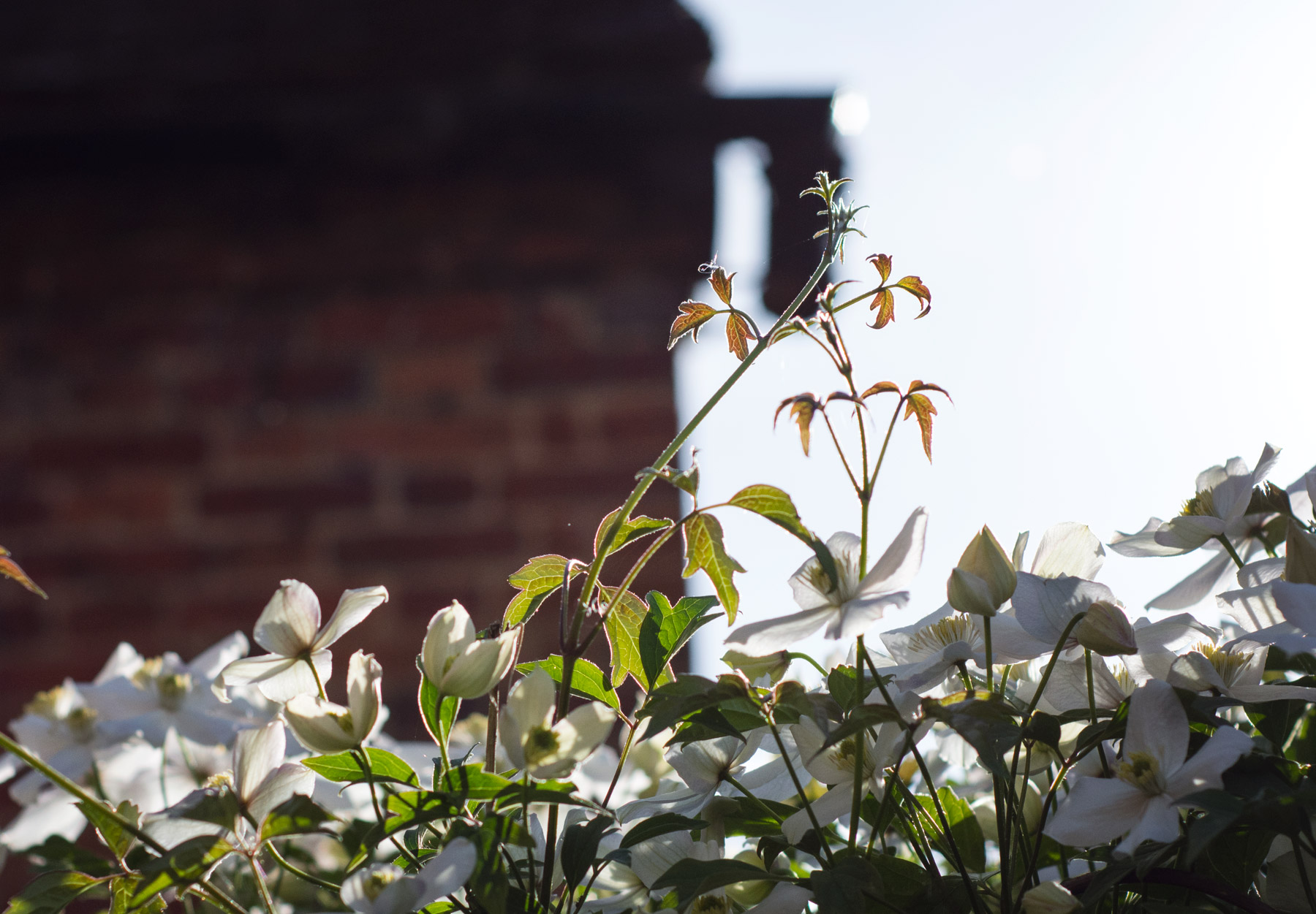 Leaves in the sunshine