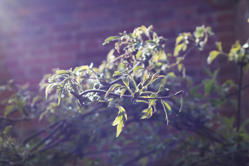 Clematis leaves in the sun