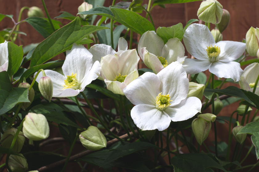 White clematis flowers