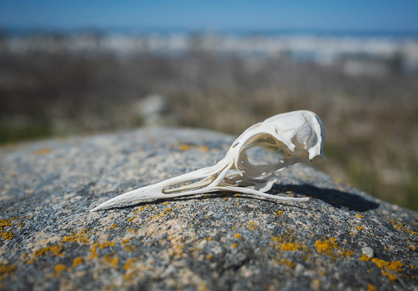 Clean bird skull on rock
