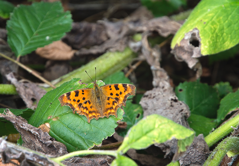 Orange butterfly on leaves