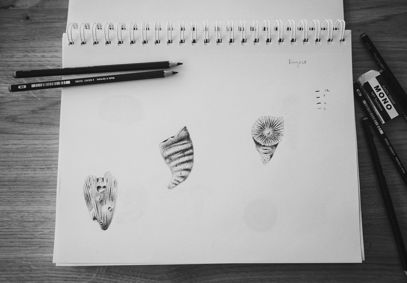 Sketches of coral