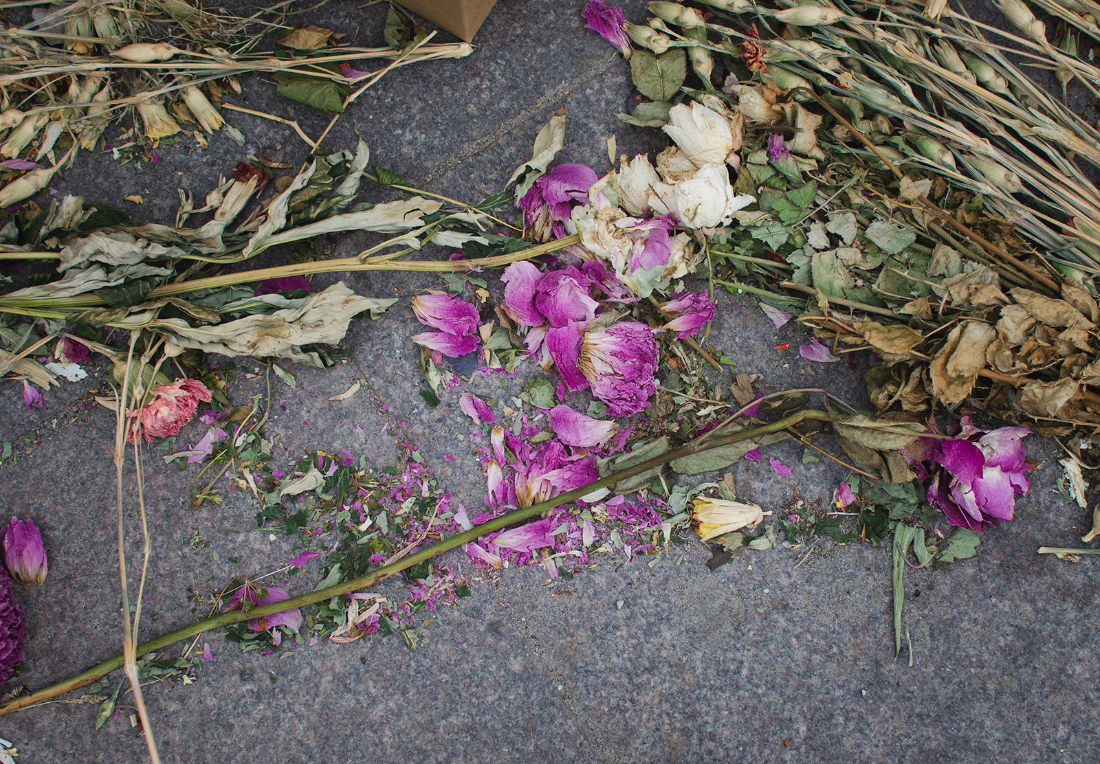 Dried flowers on ground