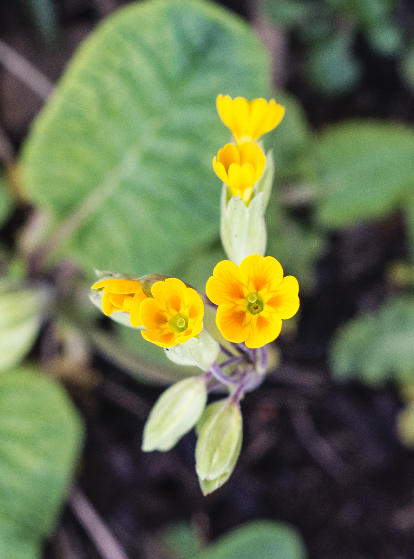 Small yellow flowers
