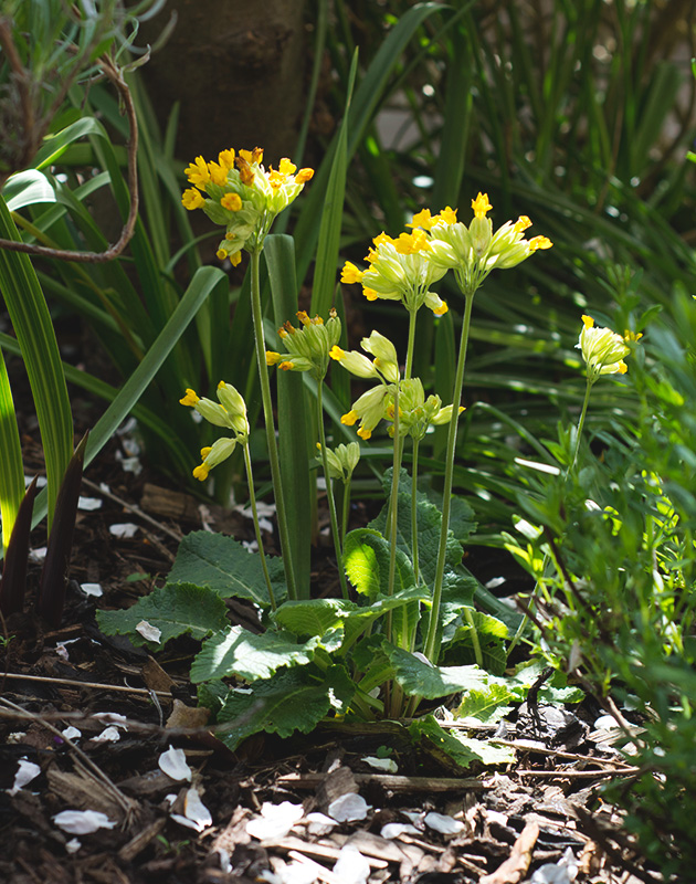 Clump of cowslip