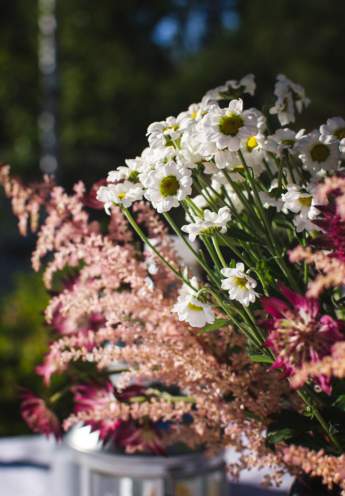 Daisies in the sun