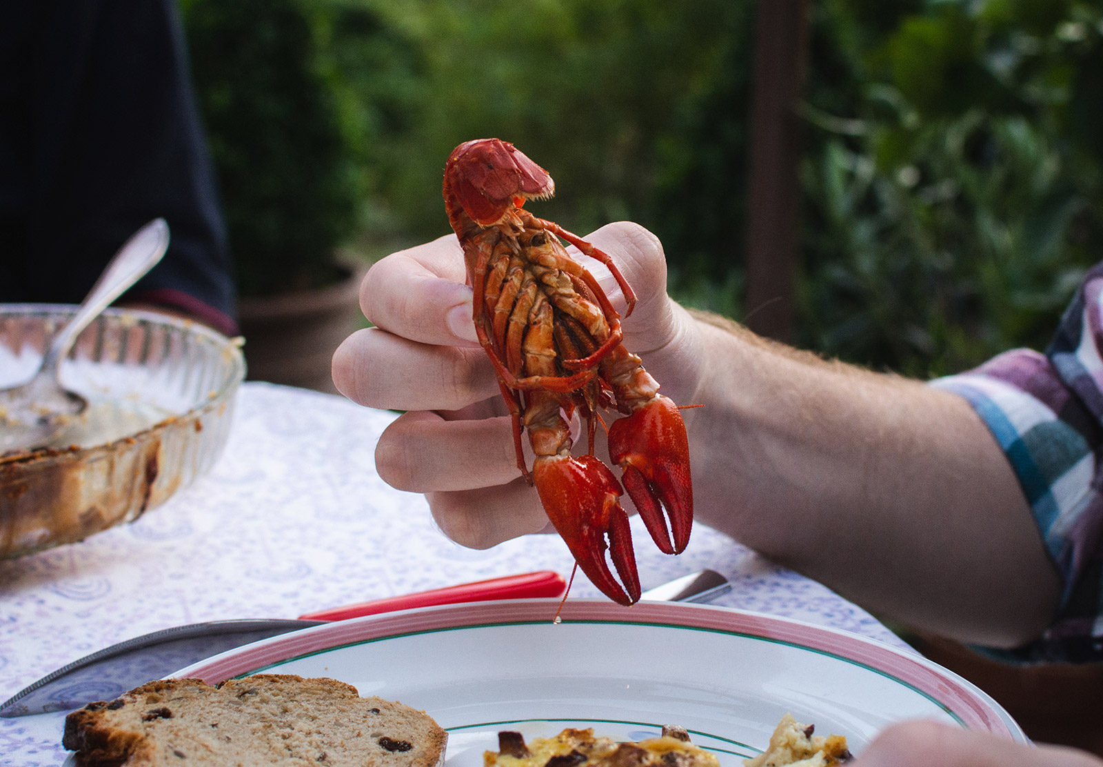 Crayfish belly