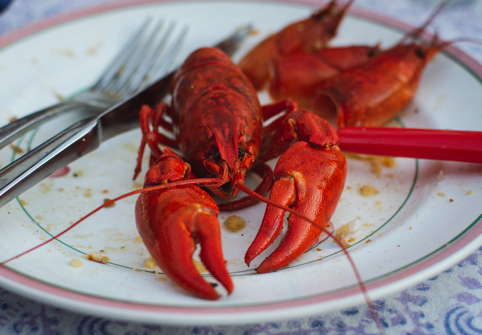 Crayfish on plate