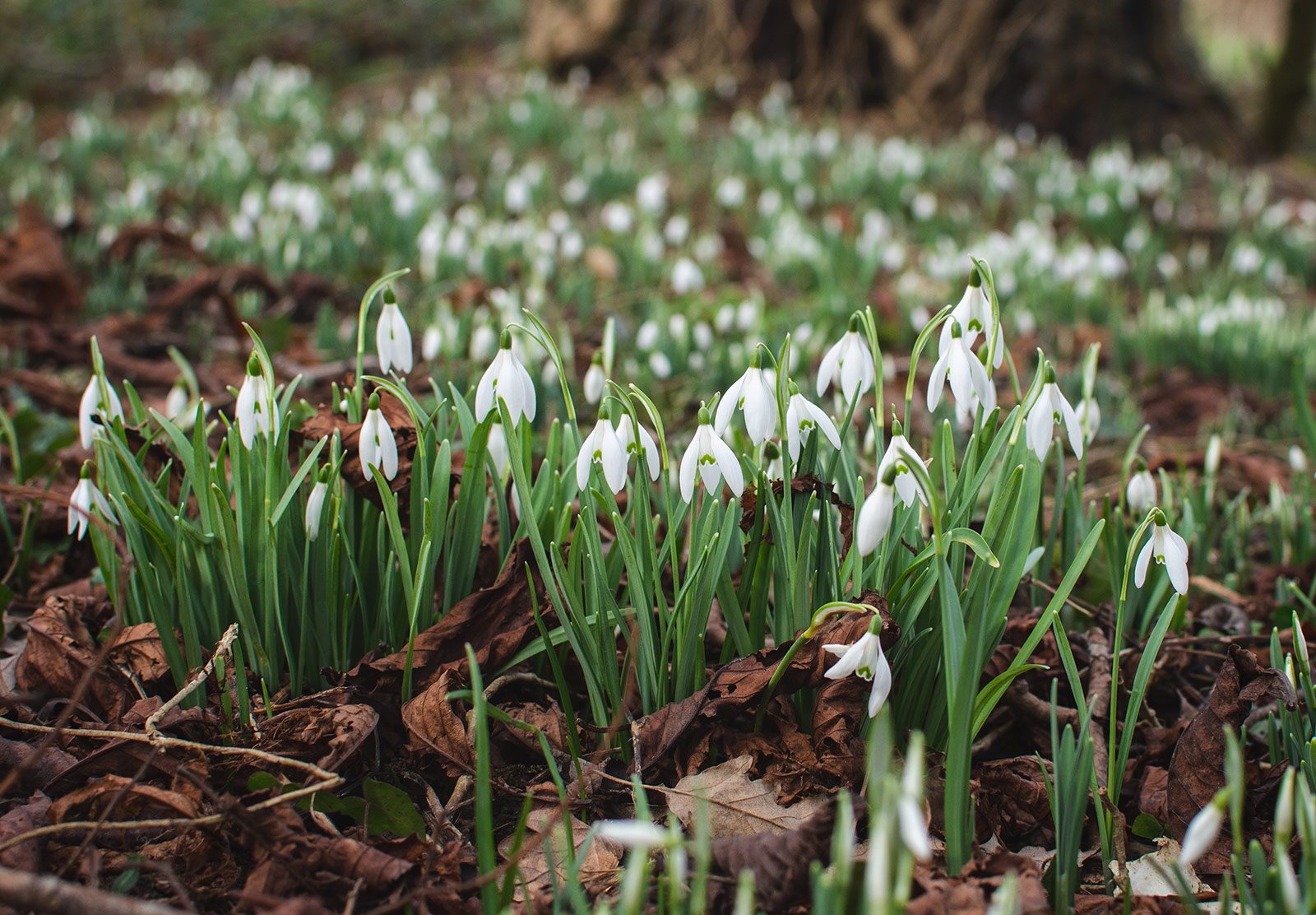 Cluster of snowdrops