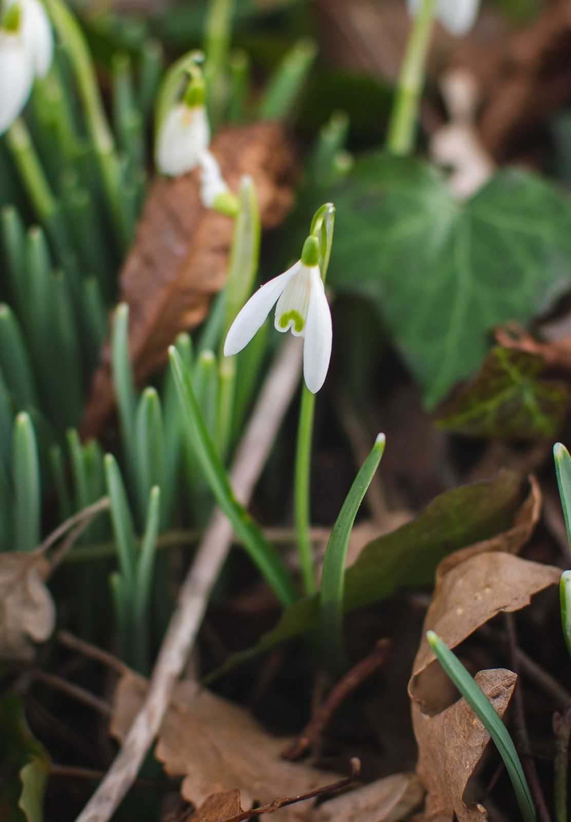 Snowdrop stem