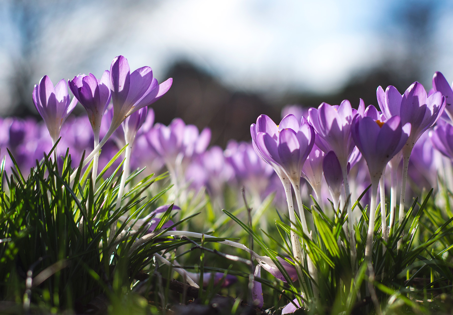 Sun shining on crocus