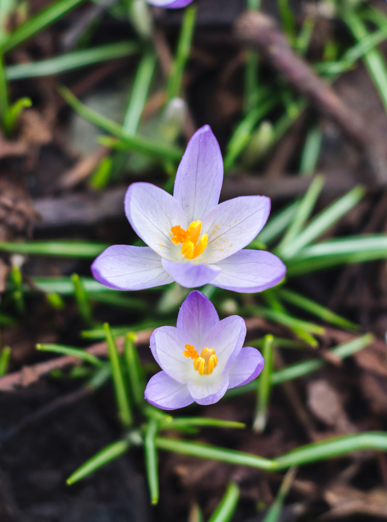 Crocus from above