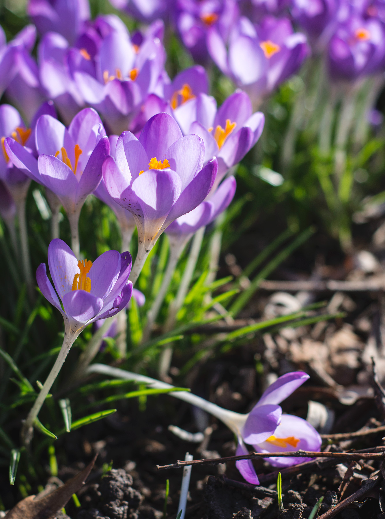Fallen crocus