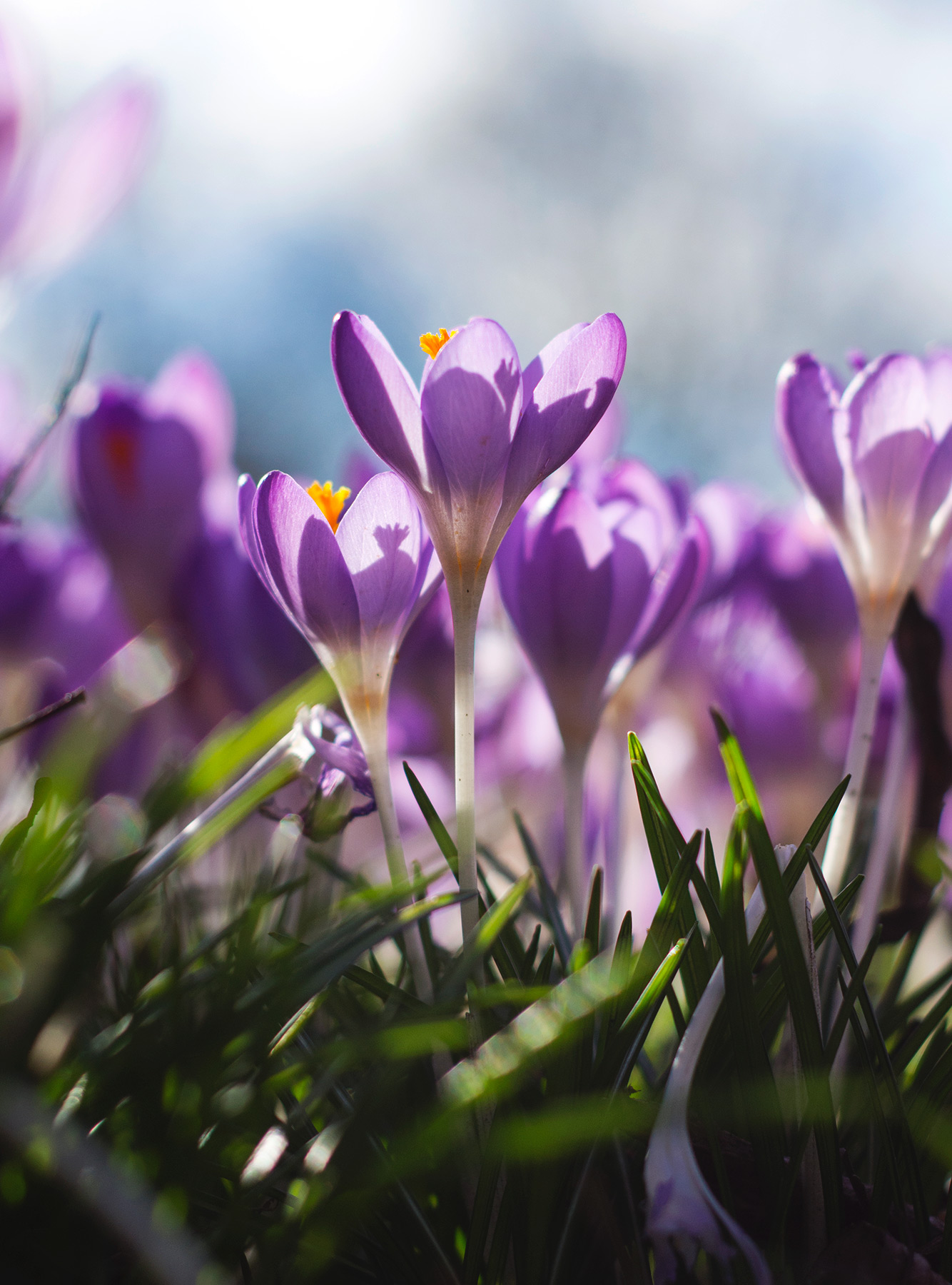 Sun on purple petals